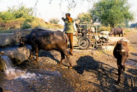 भारत में फैल रहा बफेलोपॉक्स, विशेषज्ञों की चेतावनी पर ध्यान देने की जरूरत