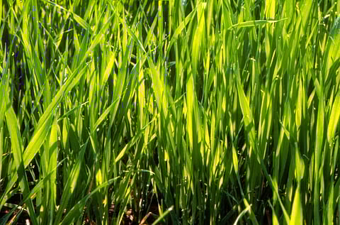 कितने काम की है बेमौसमी गर्मी से जूझते किसानों को 'अतिरिक्त सिंचाई' की सलाह?