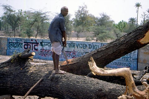 पेड़ों की कटाई और सुरक्षा के लिए नीतियां और दिशानिर्देश बनाएं पंजाब: एनजीटी