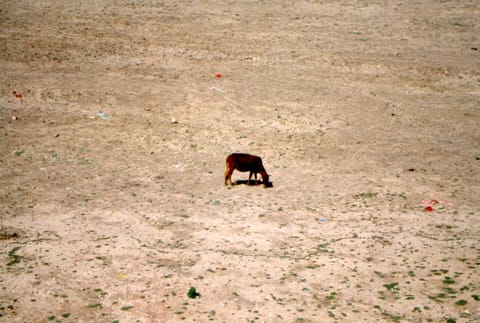 गुजरात में गोचर पर उद्योगपतियों की नजर, सरकार ने किराए और बिक्री पर दी जमीनें 