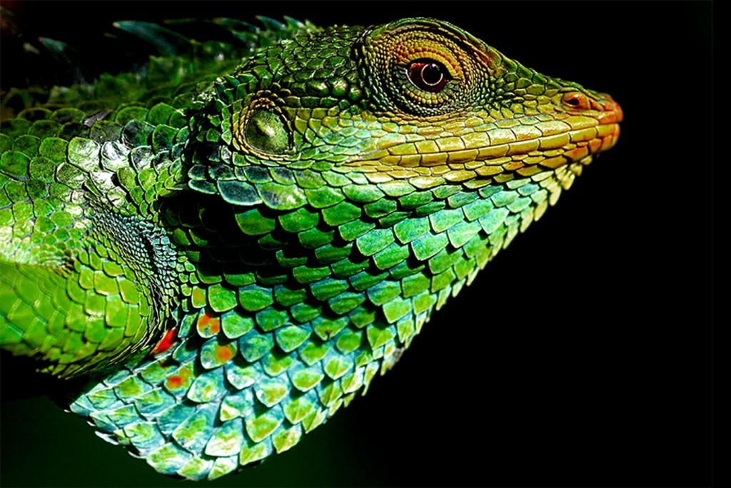 विलुप्ति के कगार पर पहुंची 21 फीसदी से अधिक सरीसृप प्रजातियां: अध्ययन