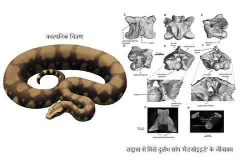 भारतीय वैज्ञानिकों ने लद्दाख हिमालय में खोजे 3.5 करोड़ साल पुराने दुर्लभ सांप के जीवाश्म