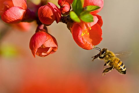 विश्व मधुमक्खी दिवस - 20 मई: जानिए इस दिन को मनाने का इतिहास और महत्व