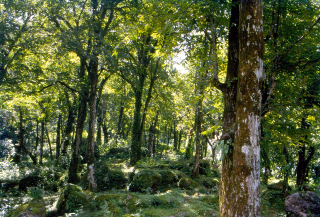 वन (सरंक्षण) संशोधन कानून 2023: देश के लिए वरदान या अभिशाप