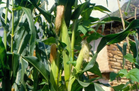 मक्का की फसल को सरकारी प्रोत्साहन से राष्ट्रीय खाद्य सुरक्षा व पर्यावरण को हो सकता है खतरा?