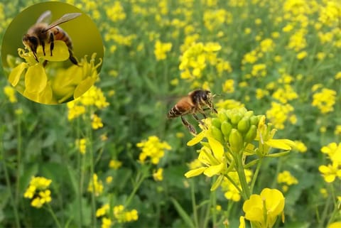 नगरीय खेती मधुमक्खियों के लिए हो सकती है उपयोगी, बंग्लुरू में किया गया शोध 