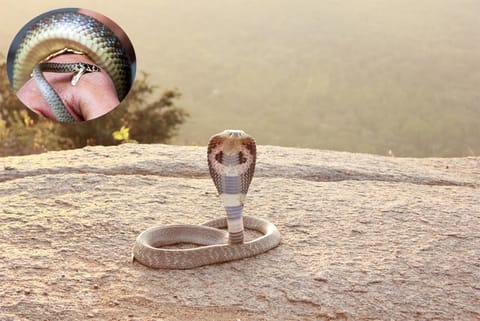 दुनिया के कई हिस्सों में सांपों द्वारा काटे जाने की घटनाएं बढ़ी: शोध 