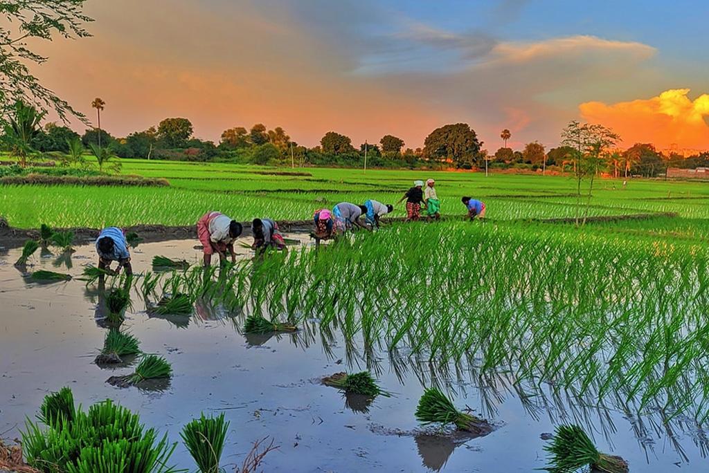 शोधकर्ताओं ने जीन में बदलाव कर धान की उपज को 40 फीसदी बढ़ाया