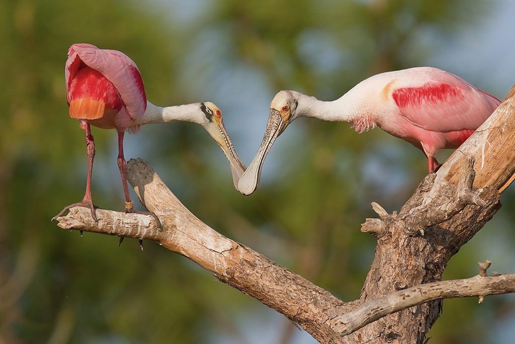 फोटो : विकिमीडिया कॉमन्स, स्पूनबिल पक्षी