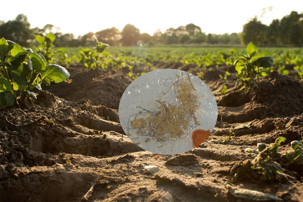 दुनिया भर में खेती और खाद्य उत्पादन के लिए खतरा बन रहा है माइक्रोप्लास्टिक: शोध