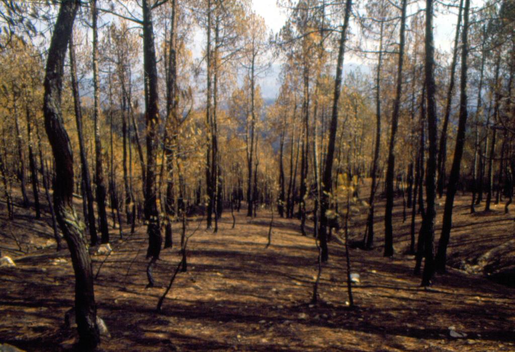 वन भूमि की परिभाषा और राज्यों के अधिकारों पर सतह पर आया विमर्श