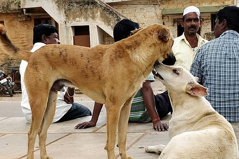 कुत्तों को अनावश्यक नुकसान पहुंचाने से बचें नागरिक: केरल उच्च न्यायालय