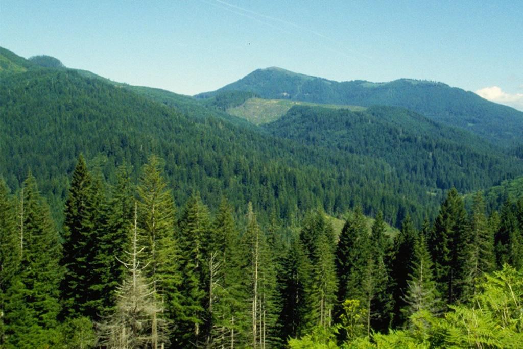 आर्टिफिशियल इंटेलिजेंस से बेहतर हो सकती है जंगलों की निगरानी: अध्ययन