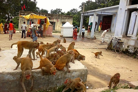 बंदरों से लोगों में, लोगों से बंदरों में फैल रहे हैं रोग, वैज्ञानिकों ने किया आगाह