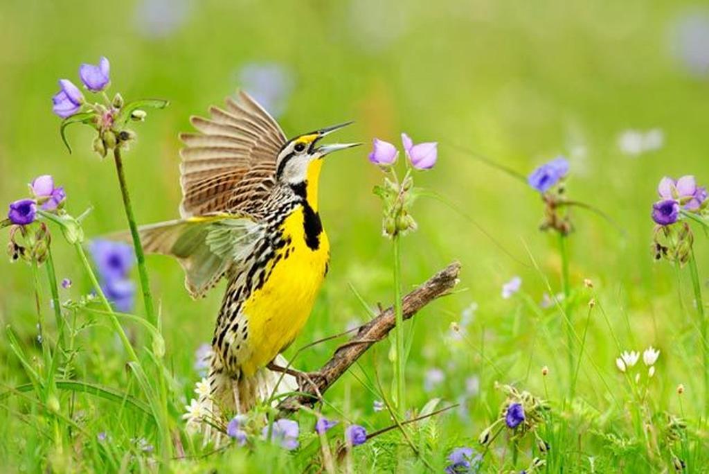 घास के मैदानों में रहने वाले पक्षियों के चहकने को शांत कर रहा है जलवायु परिवर्तन