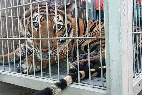 बाघों के अंगों की तस्करी में अव्वल है भारत, चीन है बहुत पीछे