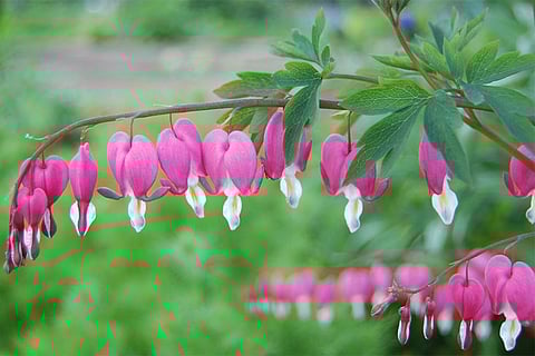 फोटो: विकिमीडिया कॉमन्स, डिकेंट्रा स्पेक्टेबिलिस
