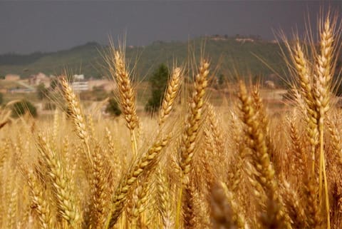 दुनिया भर में खाद्य संकट से निपटने तथा बढ़ती कीमतों पर इस तरह लगाई जा सकती है लगाम: अध्ययन