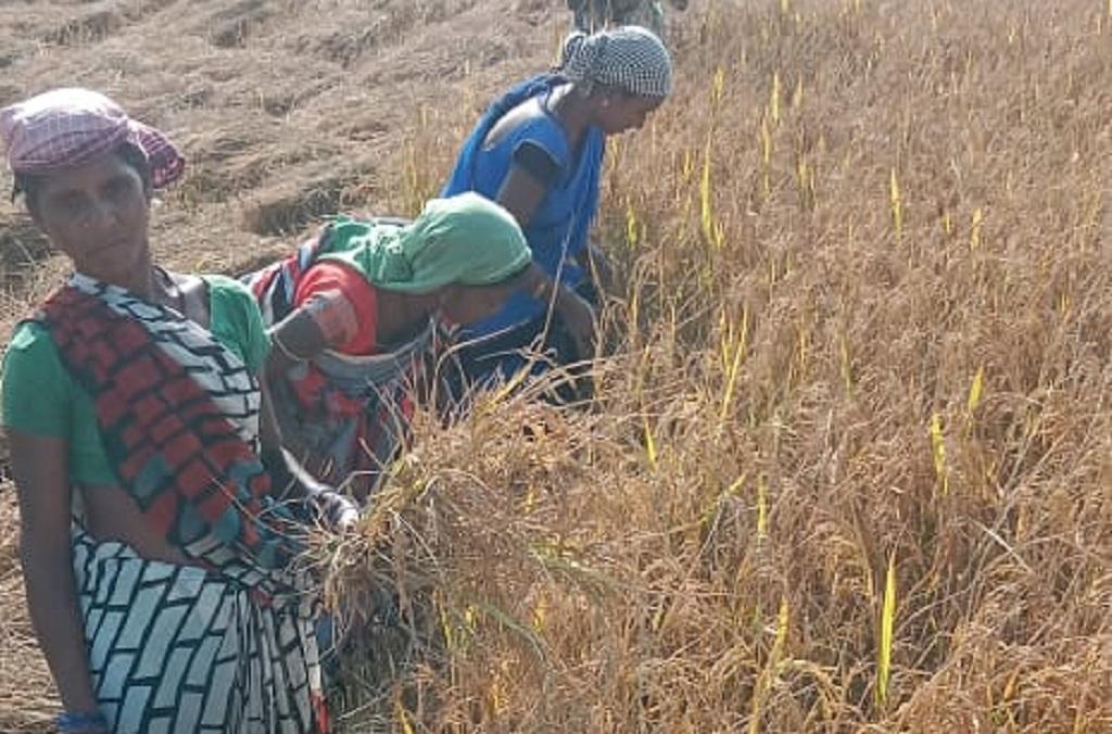छत्तीसगढ़ के रायगढ़ जिले के किसान इस बात से नाराज है कि उनकी धान की फसल काली पड़ गई है। फोटो: राजेश त्रिपाठी