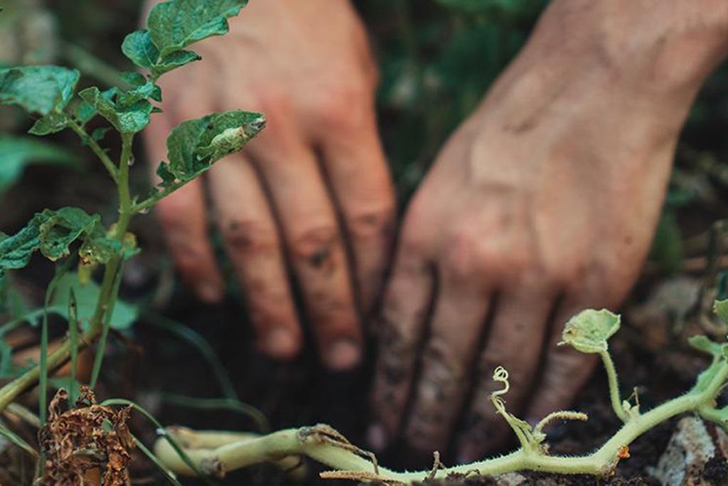 विश्व मृदा दिवस: हमारा 95 प्रतिशत भोजन मिट्टी से आता है