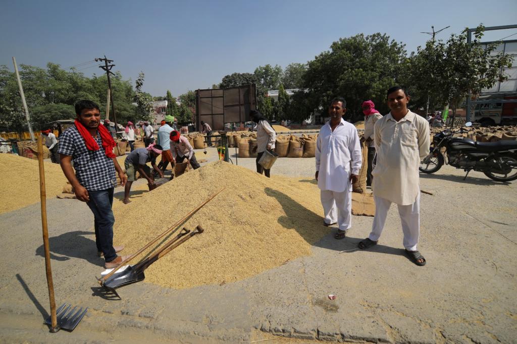 सात राज्यों में निर्यातकों ने बंद की बासमती धान खरीद, किसानों पर दोहरी मार