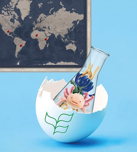 इलस्ट्रेशंस: रितिका बोहरा / सीएसई