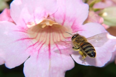 फोटो साभार : विकिमीडिया कॉमन्स, अल्थेपल 