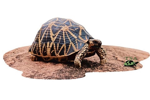 फोटो साभार : अंतरराष्ट्रीय पत्रिका एनिमल्स