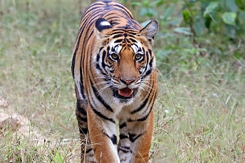 फोटो साभार : विकिमीडिया कॉमन्स, चार्ल्स जेम्स शार्प