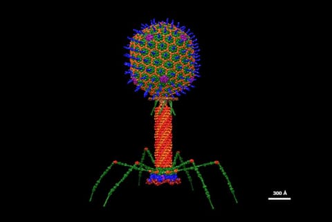 वायरस या बैक्टीरियोफेज,  फोटो साभार : विकिमीडिया कॉमन्स, डॉ. विक्टर पाडिला-सांचेज, पीएचडी