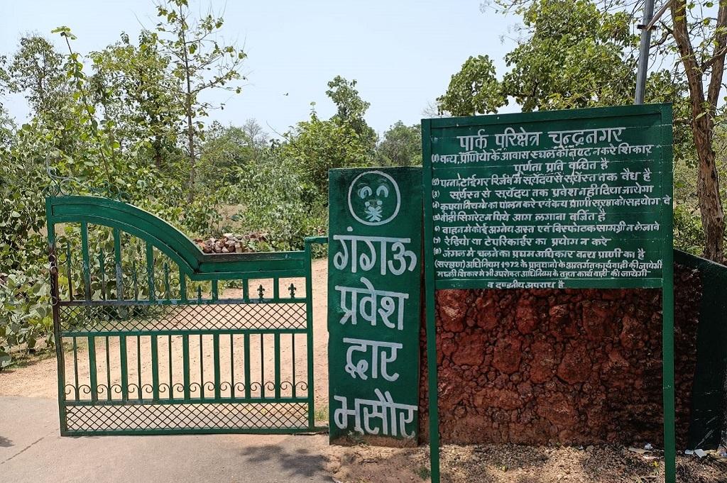 बुंदेलखंड में सरकार बड़ी संख्या में पेड़ काटने की तैयारी कर रही है। फोटो: आशीष सागर दीक्षित 