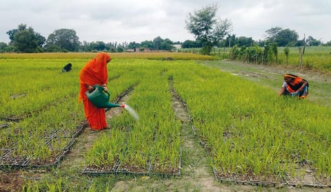 उत्तर प्रदेश के गोंडा जिले में करनीपुर  गांव में गन्ने की नर्सरी में छिड़काव करती स्वयं सहायता समूह की महिला (फाइल फोटो: ओपी सिंह)