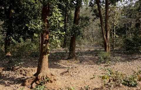 पर्यावरण नियमों का उल्लंघन है कमांडो बटालियन मुख्यालय के लिए संरक्षित वन क्षेत्र से छेड़छाड़ : एनजीटी