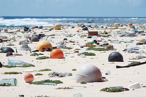 फोटो साभार: विकिमीडिया कॉमन्स, फारेस्ट और किम स्टार