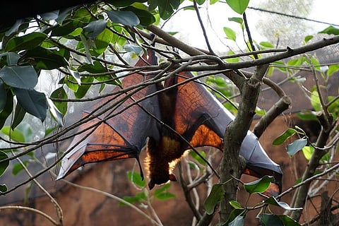 फ्रूट बेट; फोटो: पिक्साबे