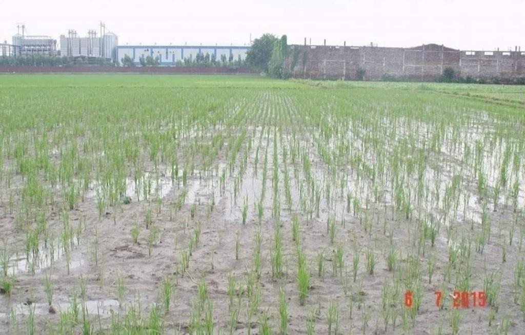 सरकार को धान की सीधी बुआई के लिए किसानों को प्रेरित करना चाहिए। फाइल फोटो