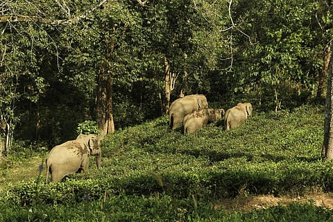 फोटो साभार : विकिमीडिया कॉमन्स, क्लिंटन पीटर