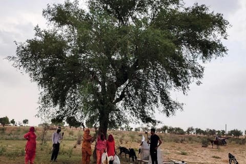 पश्चिमी राजस्थान में मौसमी परिवर्तन से खानपान में बदलाव, बाढ़ से खेजड़ी को नुकसान