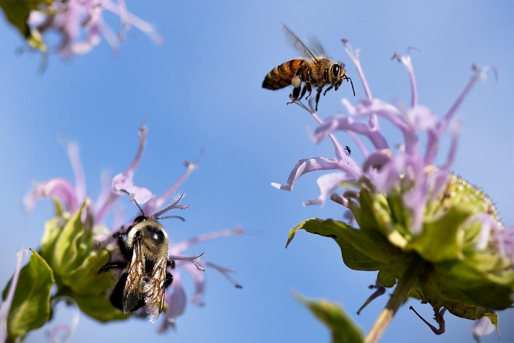 फोटो: पिक्साबे