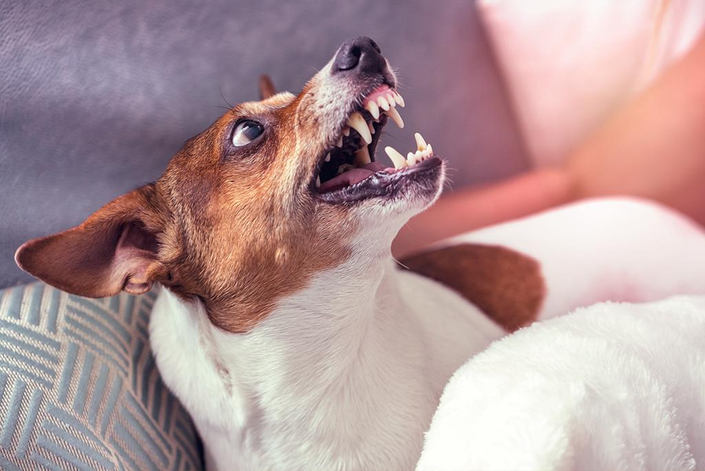 क्या बढ़ते तापमान और प्रदूषण के कारण बढ़ सकते हैं डॉग बाईट के मामले; फोटो: आईस्टॉक 