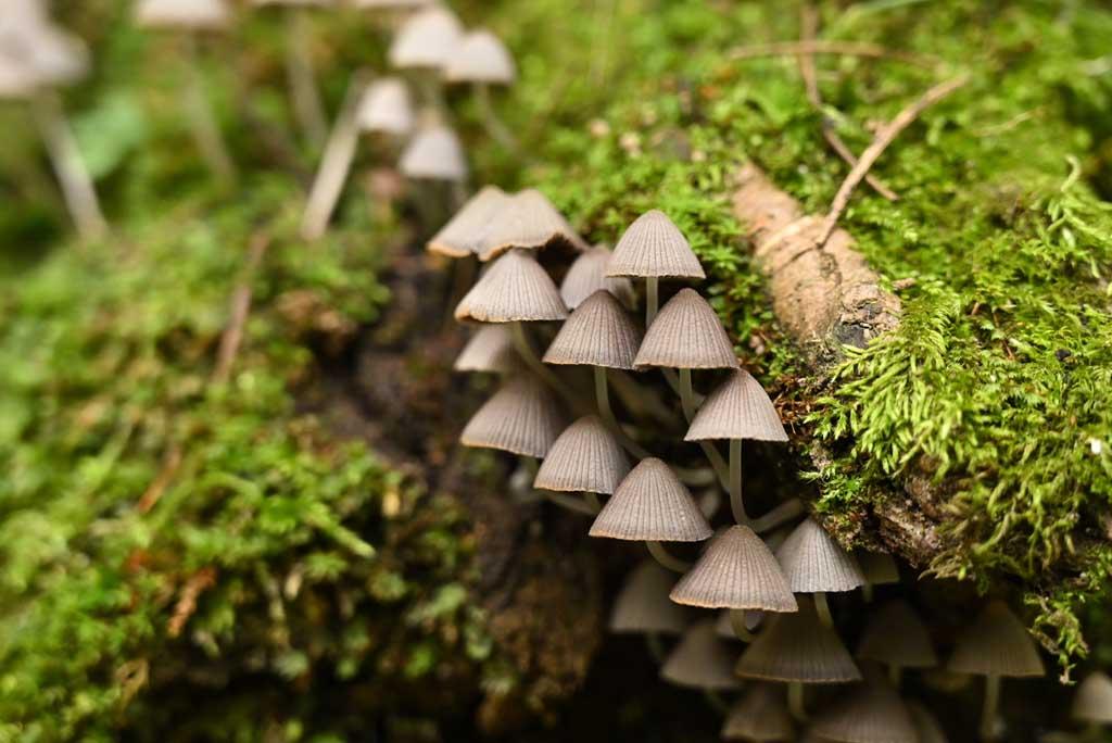 फोटो: आईस्टॉक