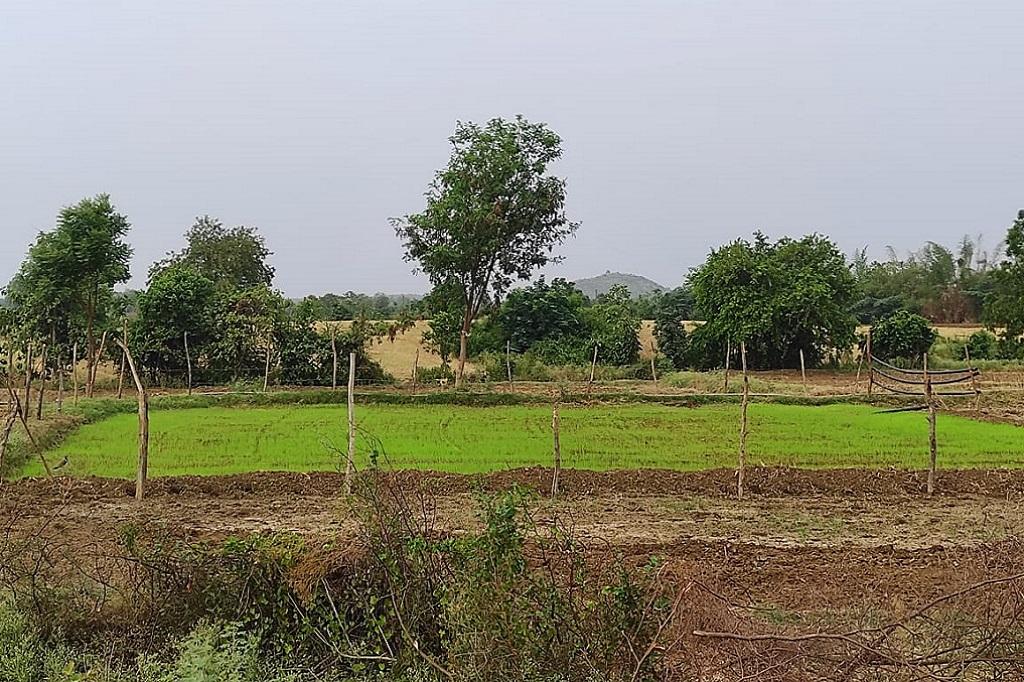 मध्य प्रदेश में धान की नर्सरी तैयार करने के बाद किसान बारिश का इंतजार कर रहे हैं। फोटो: राकेश कुमार मालवीय