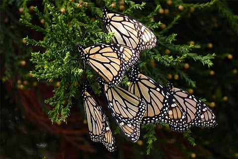 फोटो साभार: विकिमीडिया कॉमन्स, बर्नार्ड स्प्रैग