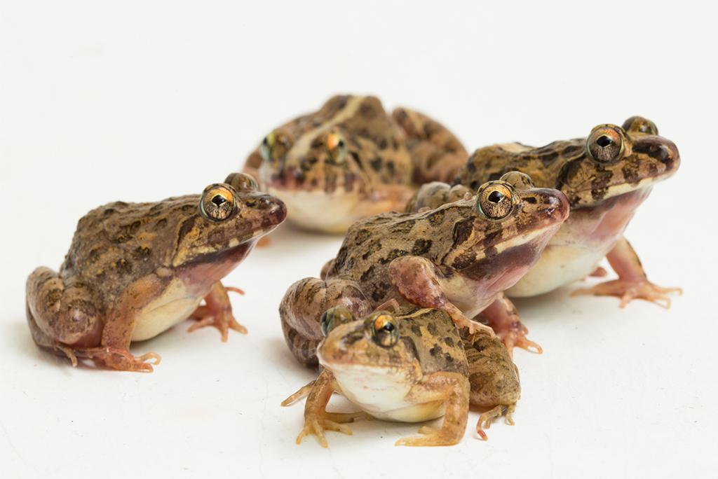 मेंढक फेजेर्वर्या कैनक्रिवोरा; फोटो: आईस्टॉक