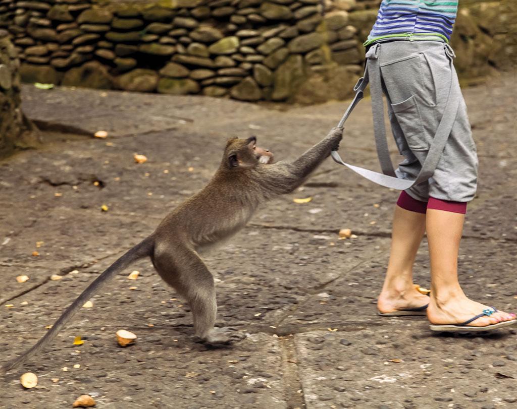 डाउन टू अर्थ खास: शहरों पर बंदरों का कब्जा, प्यार जताएं या गुस्सा!