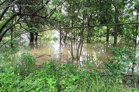 यमुना जैव विविधता पार्क में तटवर्ती वन समुदाय