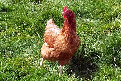 फोटो साभार: विकिमीडिया कॉमन्स