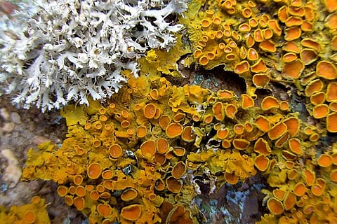 फोटो साभार: विकिमीडिया कॉमन्स, इयान सटन