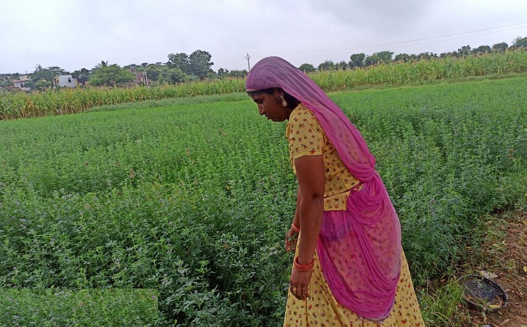 राजस्थान के ब्यावर जिला के गांव बर में खेत लहलहा रहे हैं, क्योंकि इस बार बहुत ज्यादा बारिश ने पानी की कमी को दूर कर दिया। फोटो: अनिल अश्विनी शर्मा