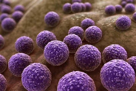 फोटो साभार: विकिमीडिया कॉमन्स, साइंटिफिक एनिमेशन